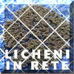 logo licheniinrete 4
