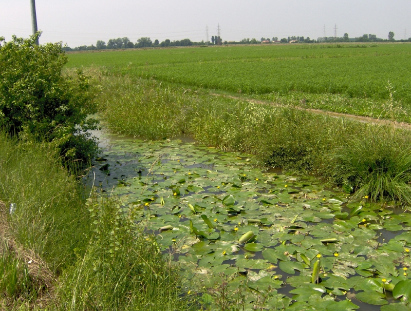 Paludi di Ostiglia-3