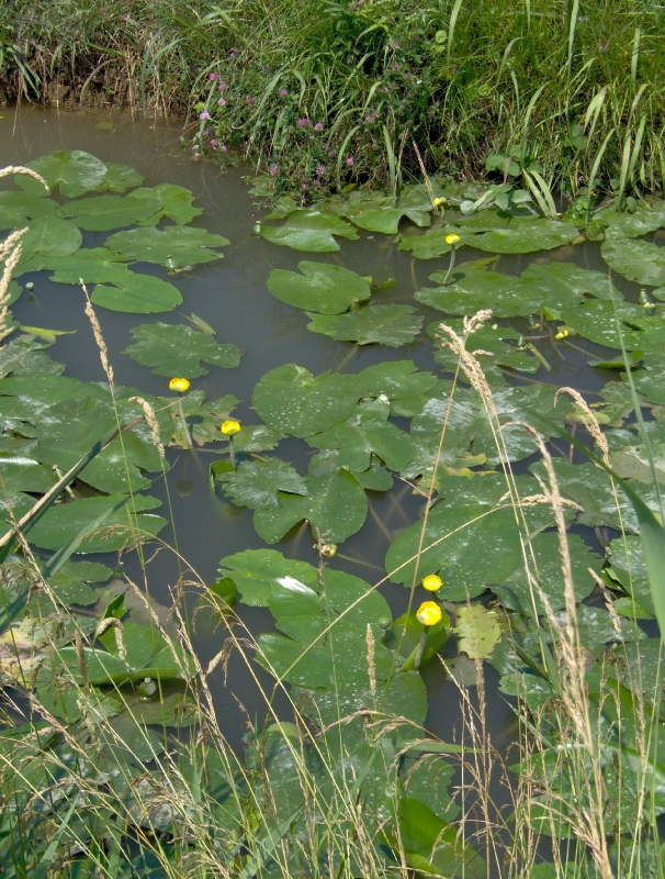 Paludi di Ostiglia-6