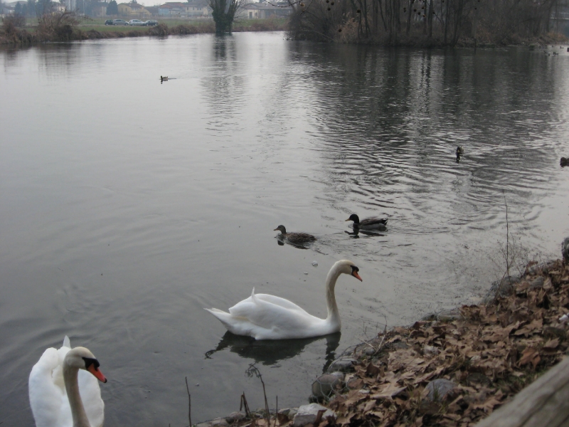 Passeggiata Mincio a Goito (MN)-2