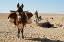 Foto asino nel Sahara